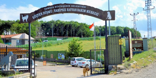 Hayvan bakımevi ziyarete açılıyor